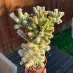 Cylindropuntia imbricata Folla