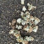 Polycarpaea nivea 花