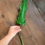 Alocasia lauterbachiana Leaf