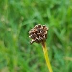 Trollius europaeus 果