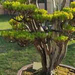 Juniperus sabinaبرگ