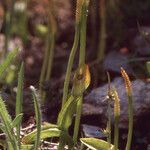 Ophioglossum azoricum Buveinė