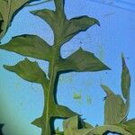 Lactuca biennis Leaf