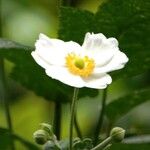 Eriocapitella hupehensis Flower