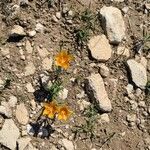 Linum rigidum Blomma