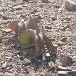 Welwitschia mirabilis Blatt