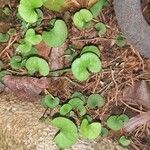 Dichondra carolinensis পাতা