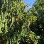 Cupressus cashmerianaFolha