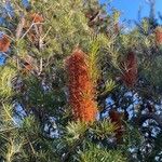 Banksia ericifolia Feuille