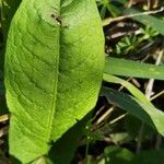 Rumex cristatus Leaf