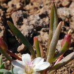 Lewisia pygmaea Hábito