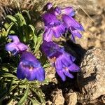 Penstemon hallii Fiore