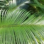 Cycas circinalis Leaf