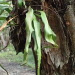 Pleopeltis marginata Leaf