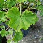 Pelargonium × hybridum Leaf