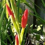 Hesperantha coccinea 花