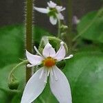 Saxifraga stolonifera Blomst