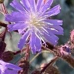 Cicerbita alpina 花