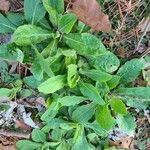 Erigeron pulchellus 葉