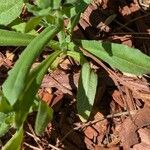 Calendula arvensisFeuille