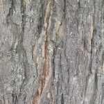 Acer saccharinum Bark