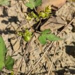 Merremia hederacea Frucht