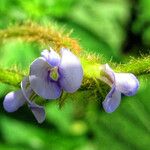 Calopogonium mucunoides Flower