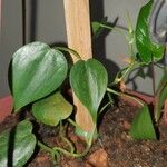 Philodendron hederaceumഇല