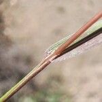 Bromus rubens Leaf