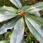 Rhododendron balfourianum Φύλλο