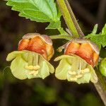 Scrophularia trifoliata Flower