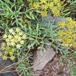 Crithmum maritimum 葉