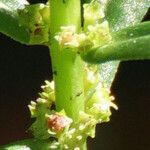 Ammannia baccifera 花