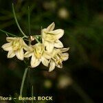 Asparagus umbellatus Цветок