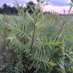 Tanacetum vulgareFoglia