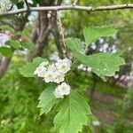 Crataegus douglasii Fuelha