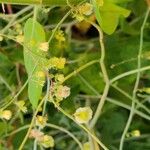 Rumex induratus ফুল