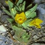 Mohavea confertiflora Hábito