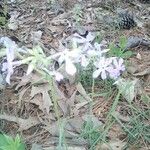 Phlox pilosa Blüte