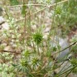 Echinaria capitata Habit