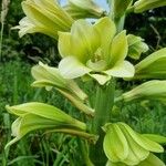 Cardiocrinum cordatum Fleur