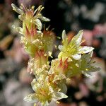 Sedum oregonense Kwiat