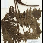 Cyathea surinamensis Лист
