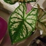 Caladium bicolorLeaf