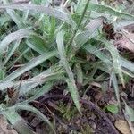 Luzula campestris Leaf