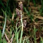 Carex atrofusca Habitatea