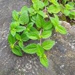 Eleutheranthera ruderalis Frunză