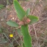 Pavonia hastata Leaf