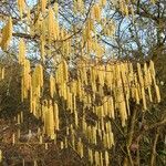 Corylus avellana Hoja