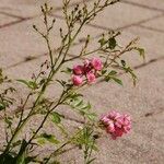 Rosa abietina Plante entière
